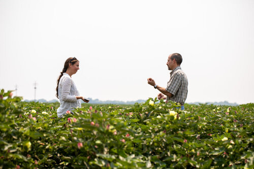 You are currently viewing Rebecca Burgess’s Quest to Transform Cotton into a Regenerative Crop
