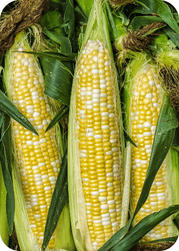 Corn