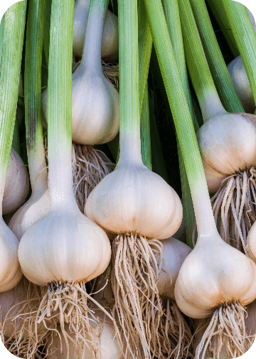 Garlic