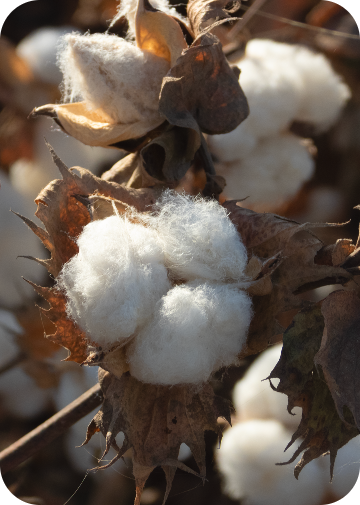 Cotton