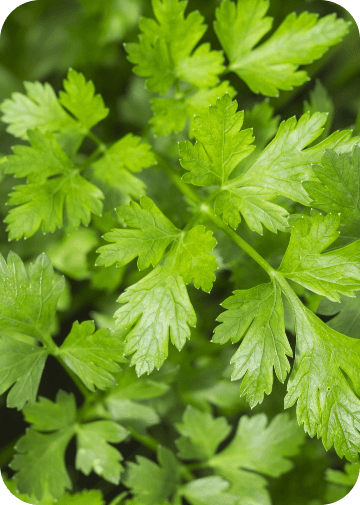 Parsley