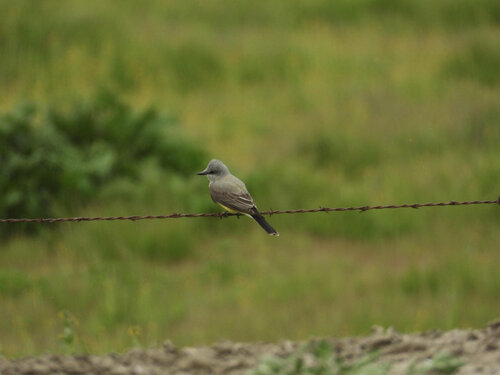 Read more about the article How Bowles Farming Company Supports People and Birds – Even During a Pandemic